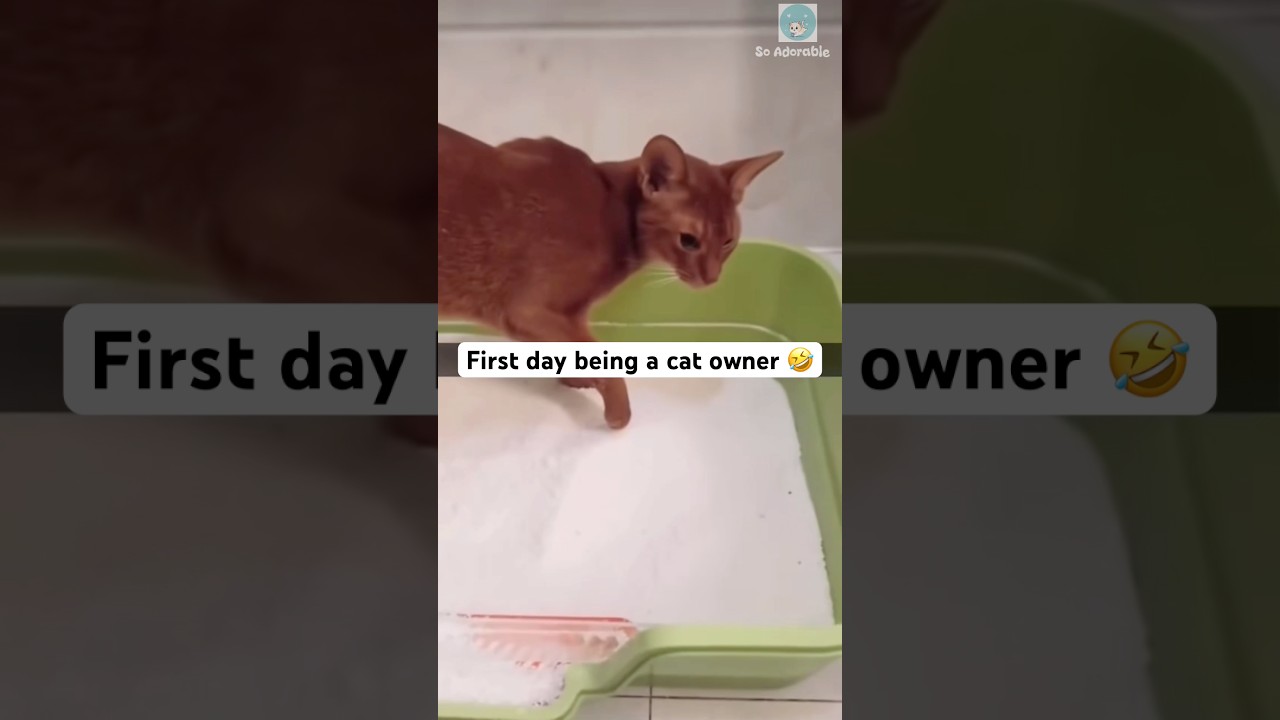 Cat owner pranks his cat 🤣 #shorts #cat #catlovers