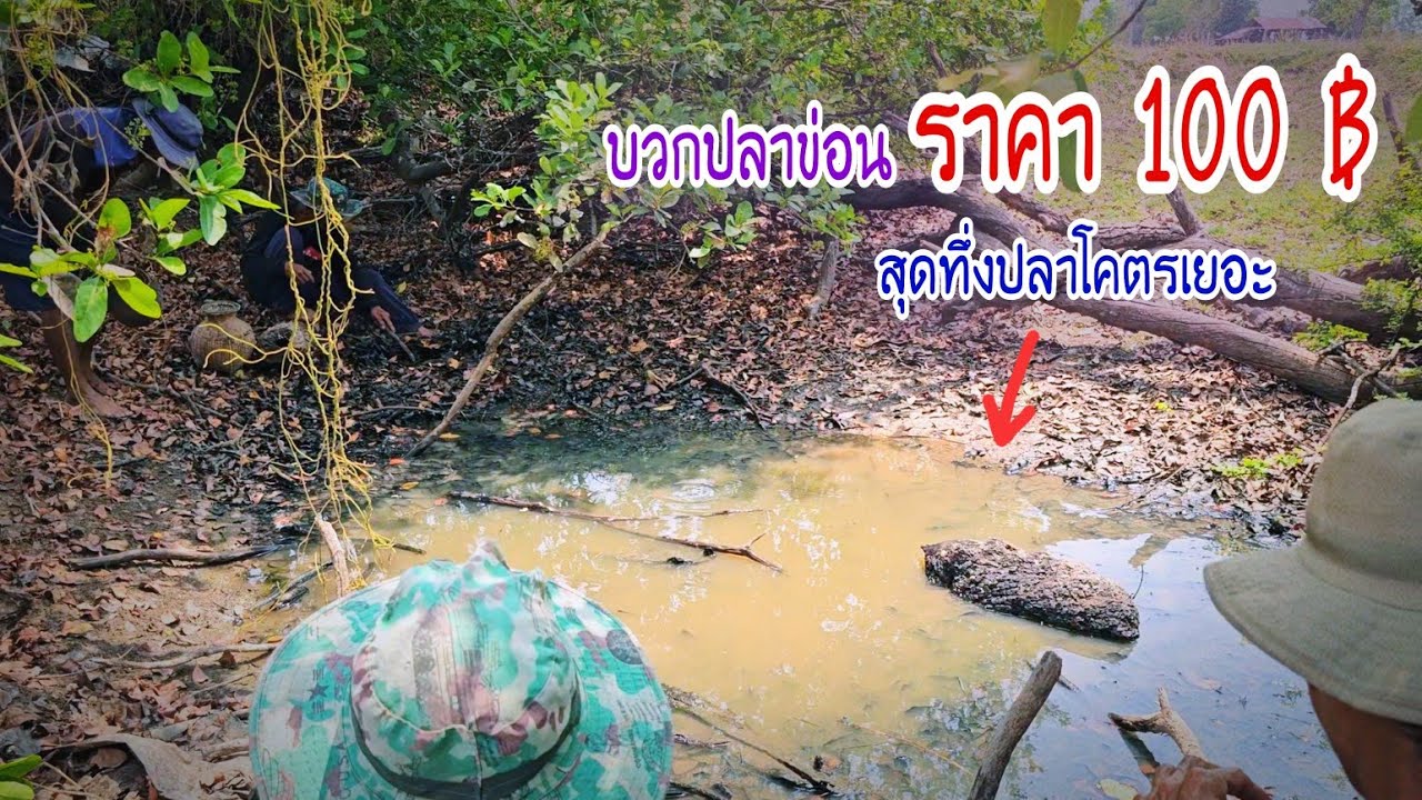 เกินคาดเหมาบวกจับปลาข่อนราคา 100฿ ใครเห็นก็ว่าขาดทุน ปลาช่อน,ปลาดุกโคตรเยอะ