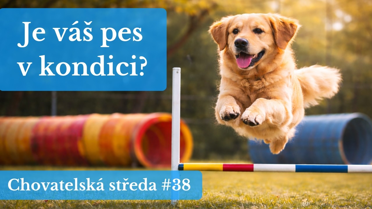 🐕 Je váš PES v KONDICI? 🐕 | Chovatelská středa #38