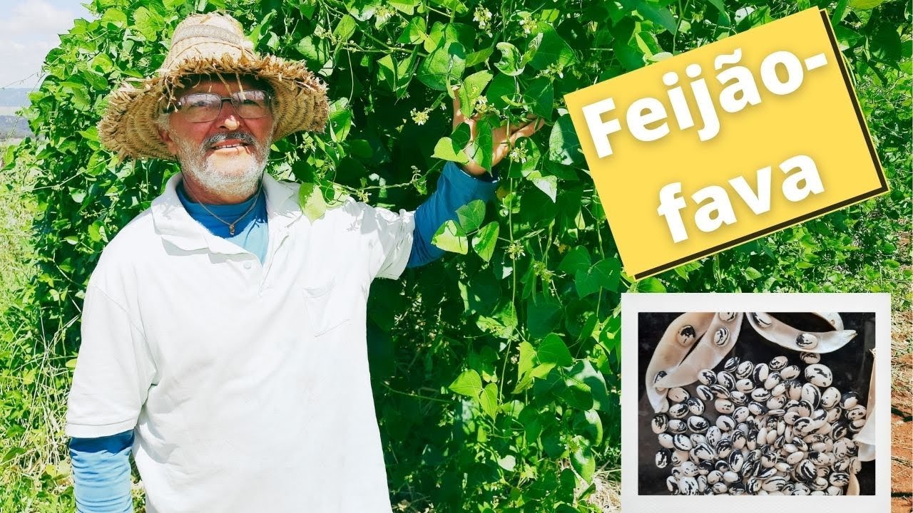 Feijão-fava #10
