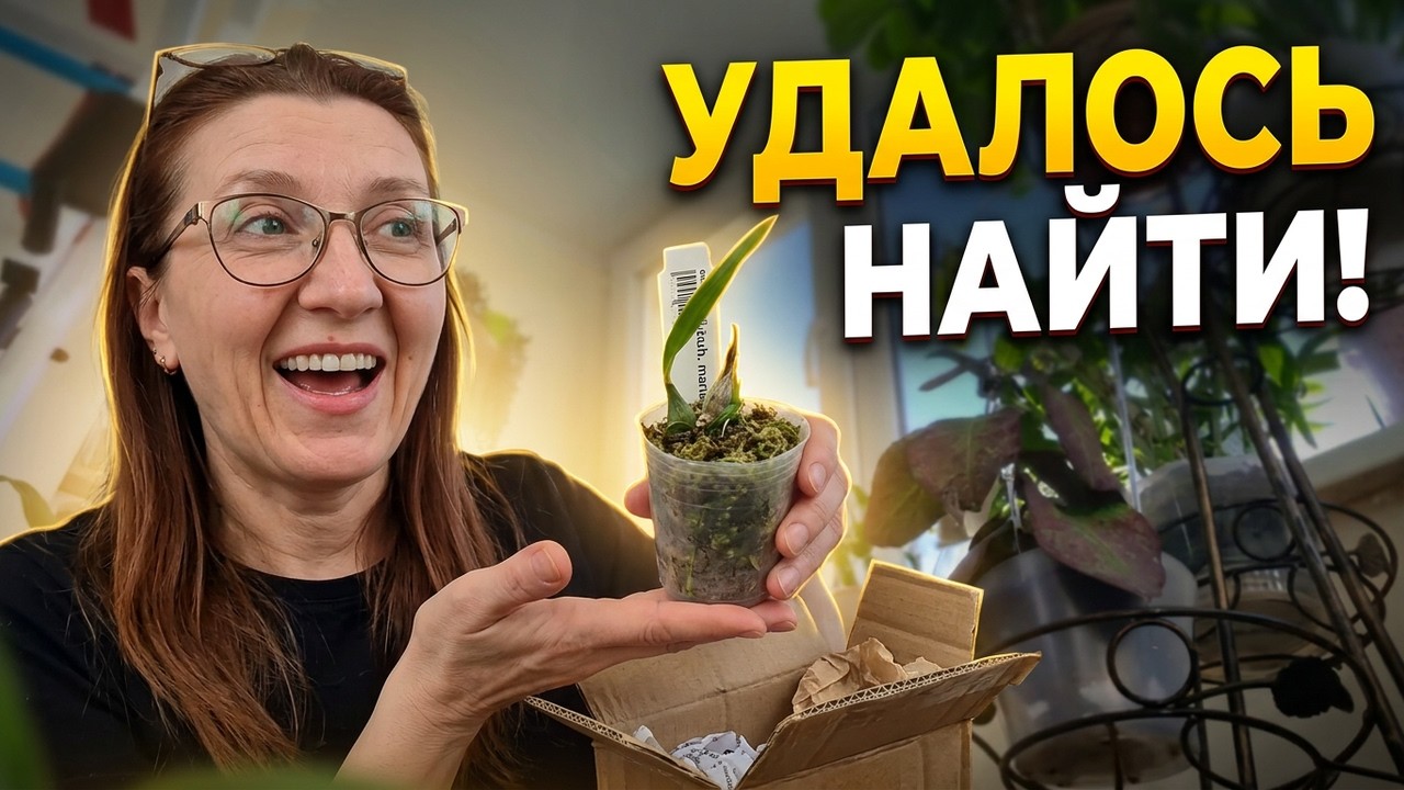 Очень Долго Искала ! Недорого Купила ! РедкаяОрхидея Prosthechea ( encyclia )