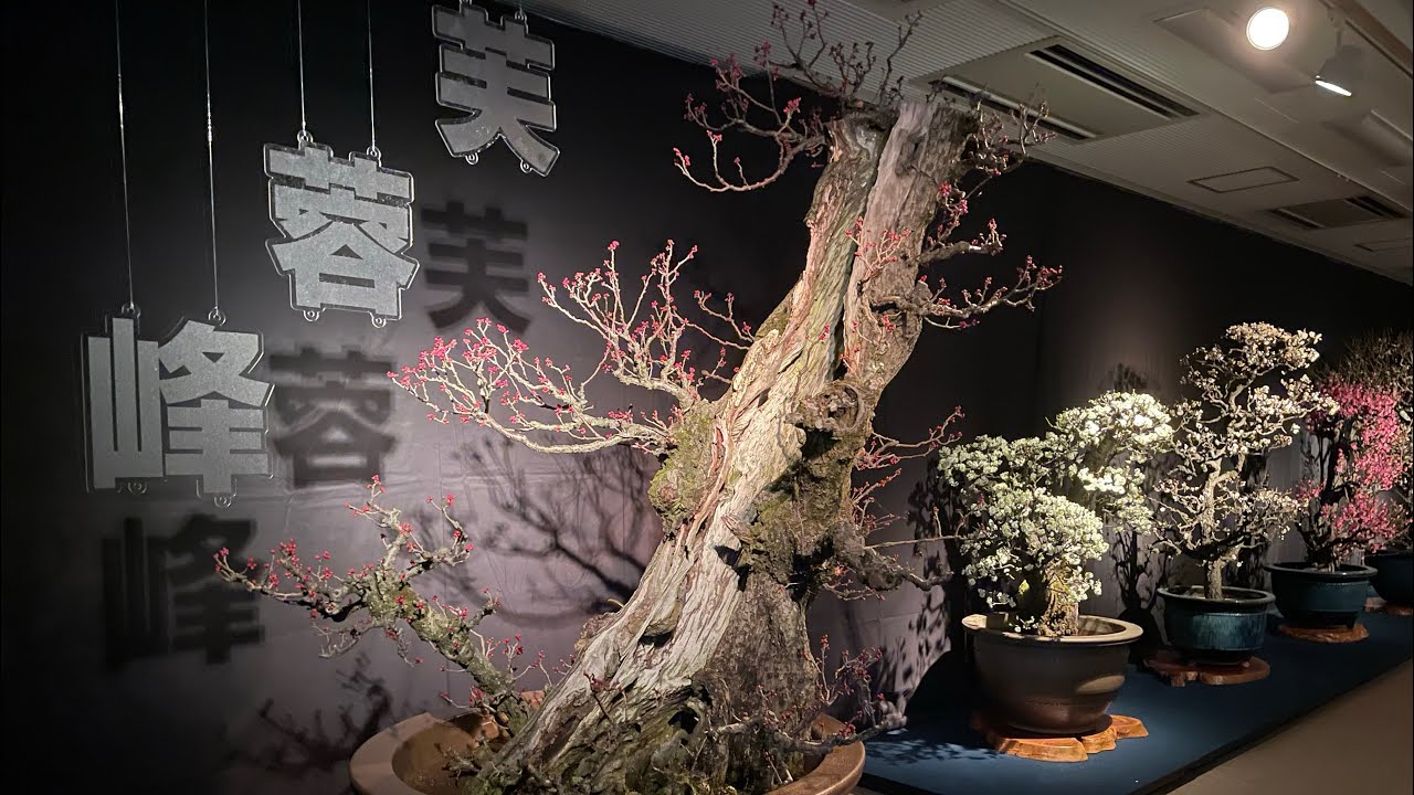 【滋賀県】長浜盆梅展ライトアップ！凄く綺麗です🌸✨