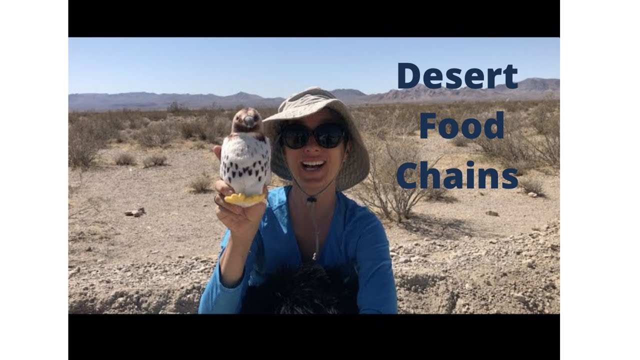 Animals | Death Valley | National Park | With Kids | Virtual Field Trip | Desert | Food Chain