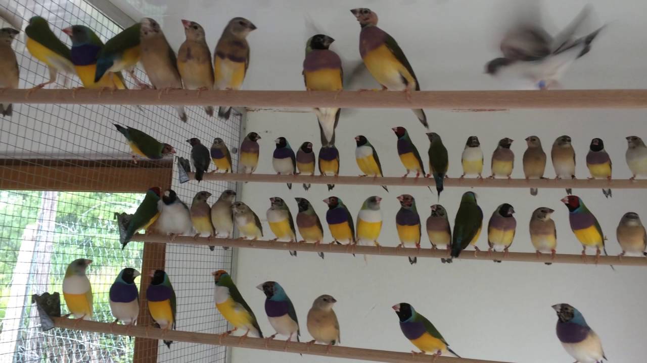 Diamants de gould 2016