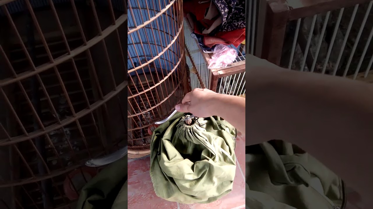 Hướng dẫn chăm sóc chim họa mi thay lông 0983494068