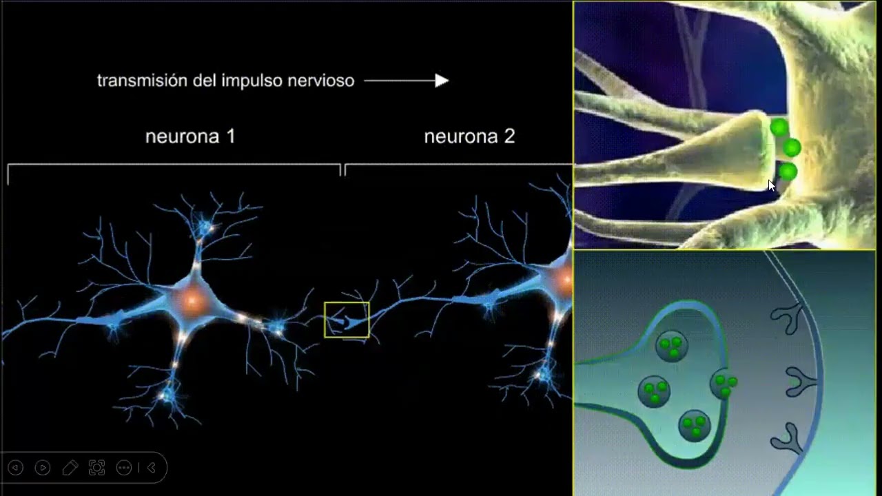 NEUROANATOMÍA- IMPULSO ELECTRICO