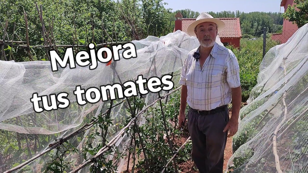 Trucos para que los tomates crezcan más rápido 🍅