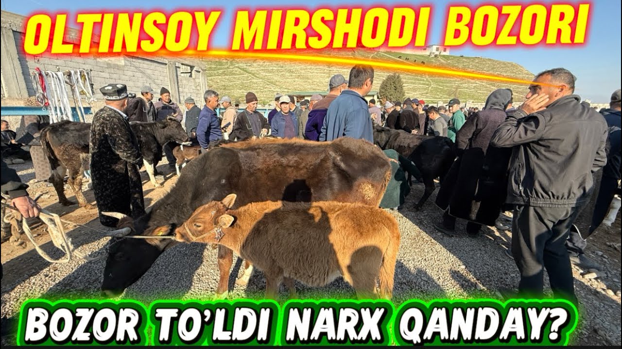 OLTINSOY MIRSHODI CHORVA BOZORI 28.02.2026y