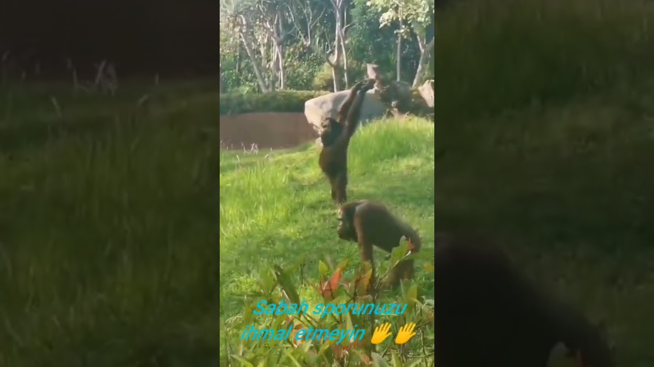 sabahı şerifleriniz hayrola!