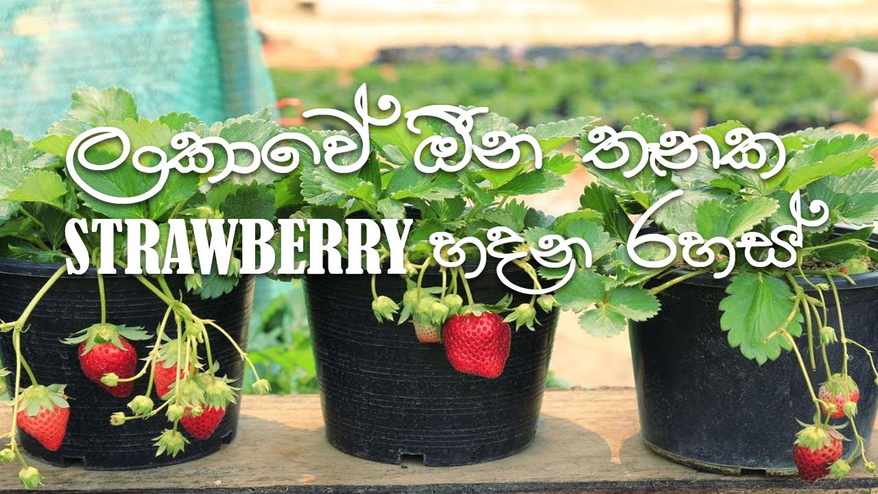 Strawberry growing සිංහලෙන් - Strawberry wagawa ස්ටෝබේරී වගාවේ රහස්