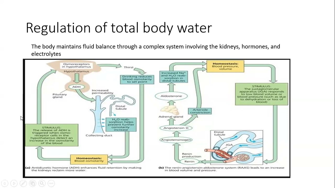 Assessment of fluid status in critically ill children, Profm Heba Mostafa, pediatric nephrology