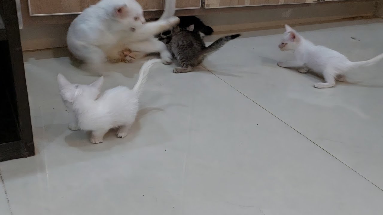 😿 Mom Cat Suddenly Attacks Her Own Kittens — Orphan Kitten Got Terrified Watching It!