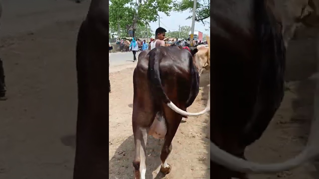 Chausa Cow Mandi Bihar #shorts #cow #trending #pashumandi