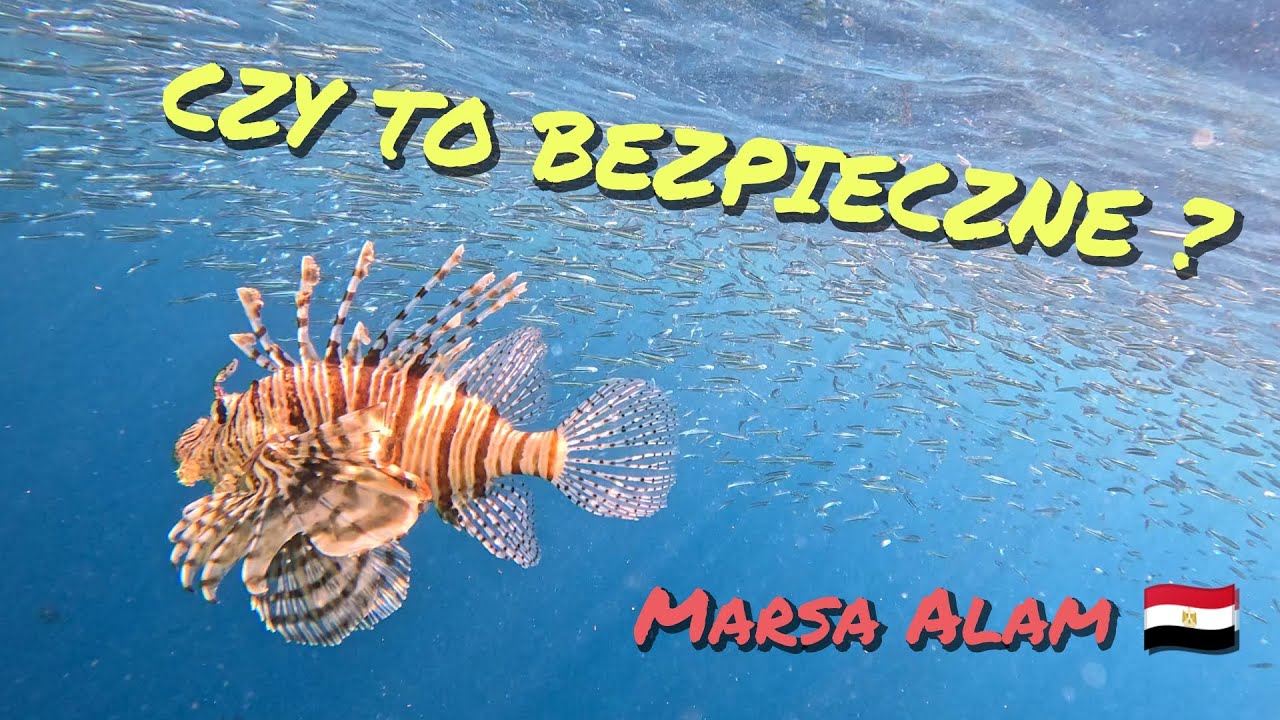 Marsa Alam 🇪🇬 Egipt / Ryby rafy koralowej widziane podczas snorkelingu 🐠🤿🐟 4K