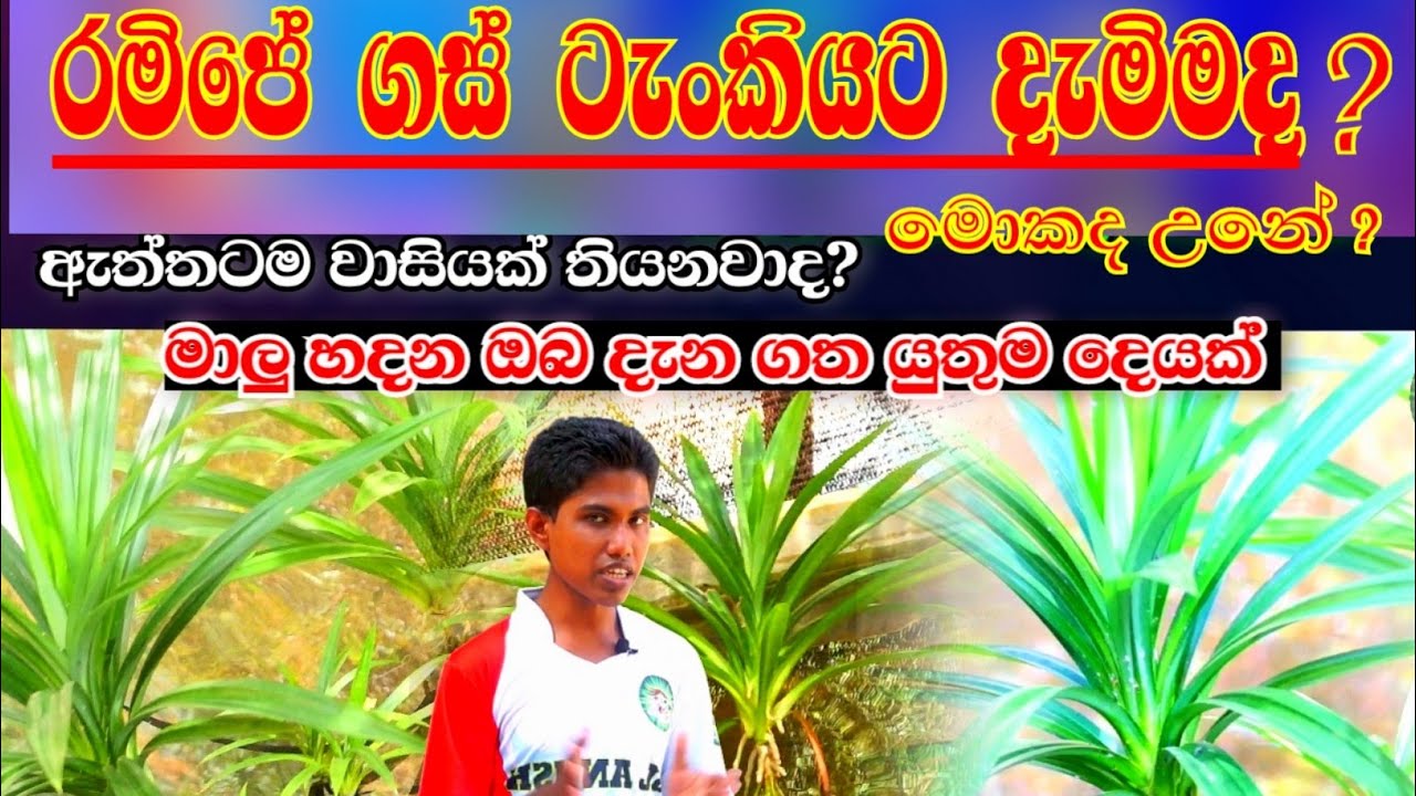 රමිපේ ගස් ටැංකියට දැමිමද? | Why put Ramipe trees in tanks | #sl_anush | fish video