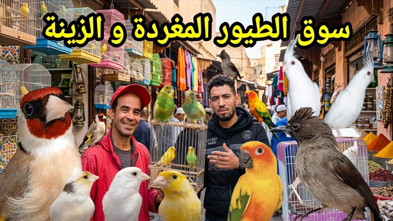 Рынок Аль-Кариаа 🔥 Воскресенье, 1 марта 2026 г., Касабланка 🇲🇦 Любители птиц, приходите и наслажд...