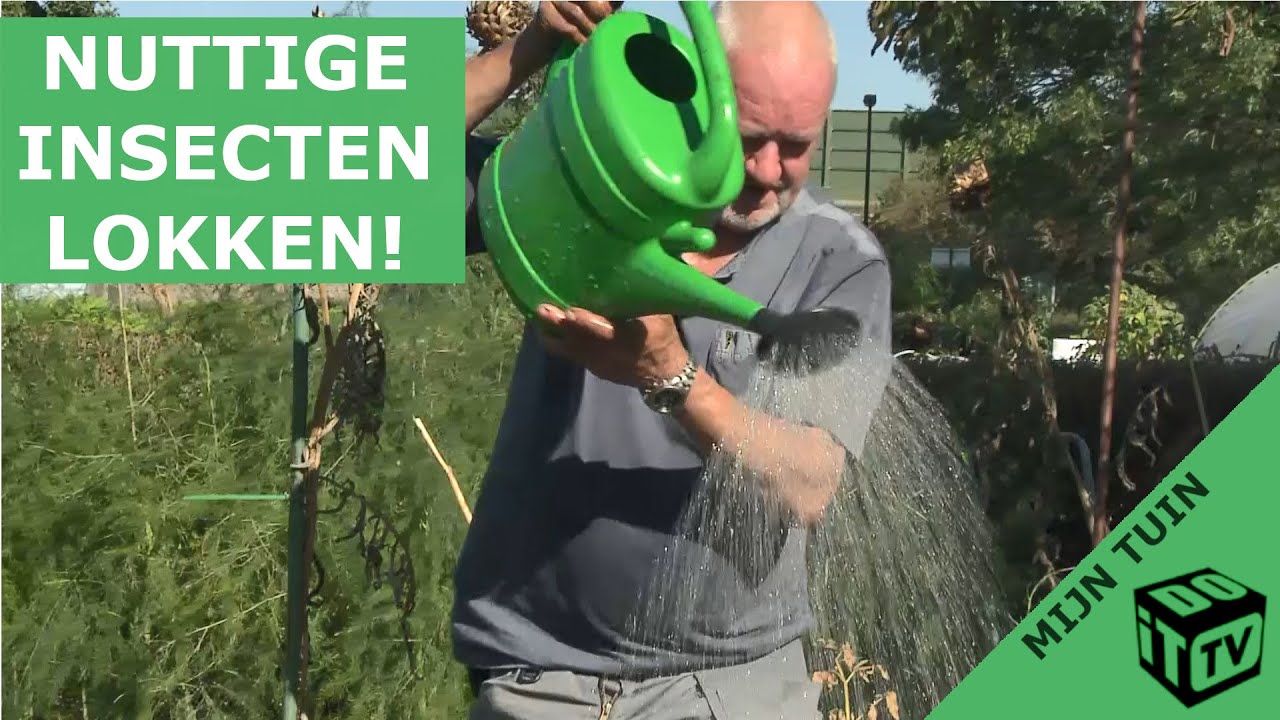 Lok nuttige insecten naar jouw tuin! | Mijn tuin