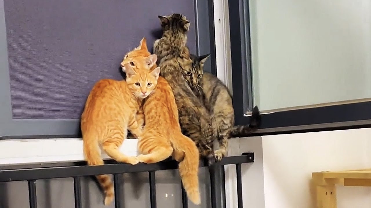 После того, как я привела домой семью бездомных кошек...