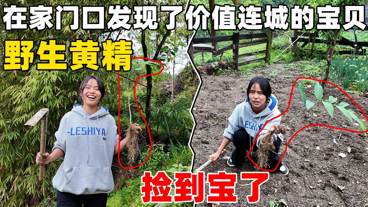 家门口居然有野生黄精，价值连城的中药材，赶紧移栽到果园种上，捡到宝了
