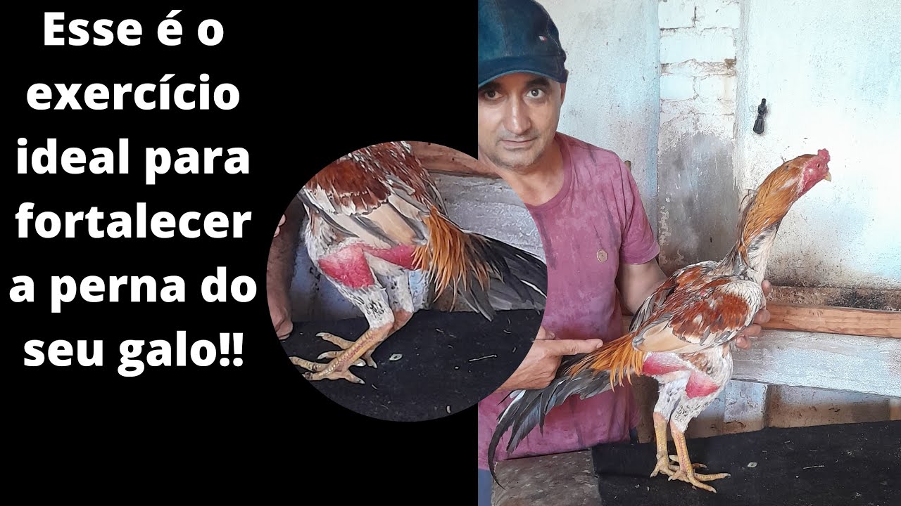 melhor exercício pra galo no trato