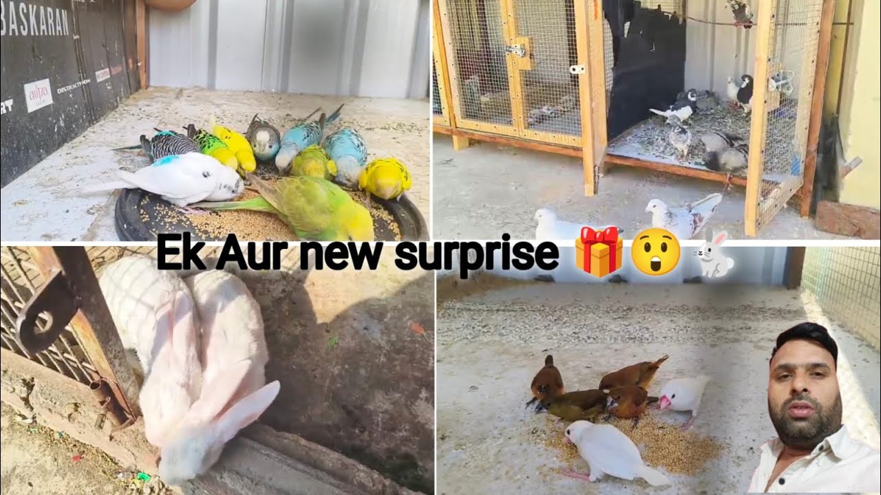 Ek Aur new surprise 🎁🐇|Deepak pet House||#trending | |#viral | |#vlog | #birds |