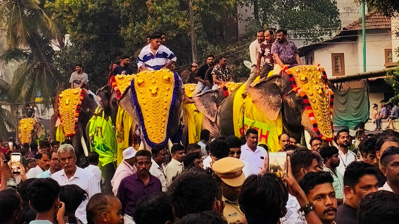 9 ഗജവീരന്മാർ 🐘🐘🐘🐘🐘🐘🐘🐘🐘 തിരൂർ  പുതിയങ്ങാടി നേർച്ചയിൽ..BP Angadi | Tirur | Viral vedios