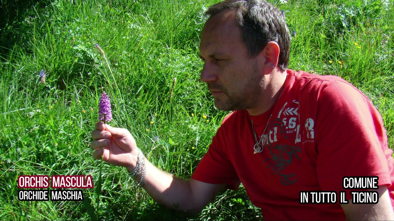 Orchidee selvatiche del Ticino