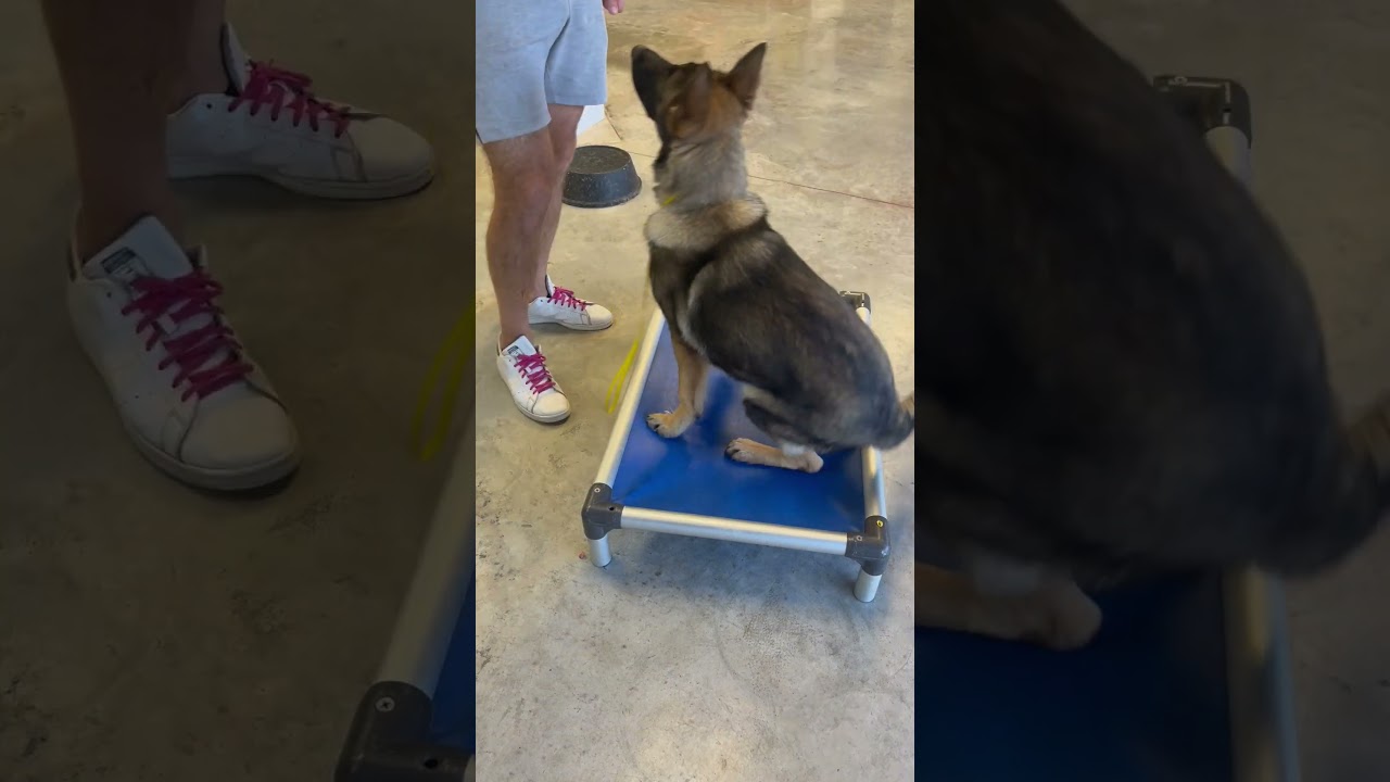 DOG TRAINING with a German Shepherd | Puptown Houston TX
