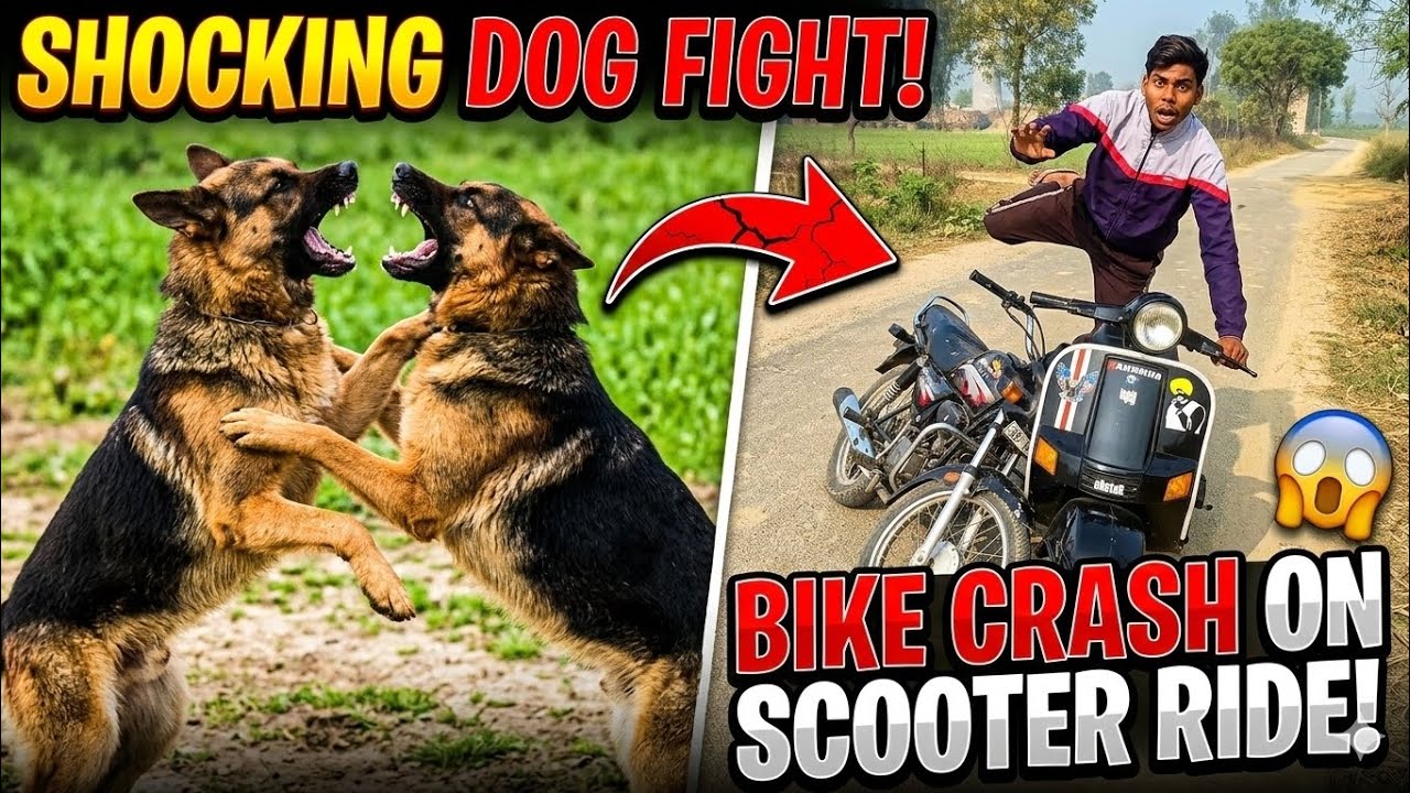 Shocking Dog Fight 😱... Bike Crash On Scooter Ride 😭
