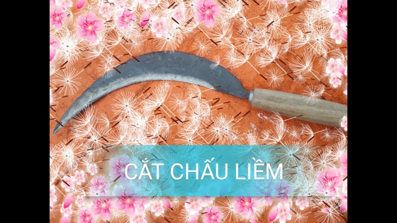 Cắt chấu liềm NTN?