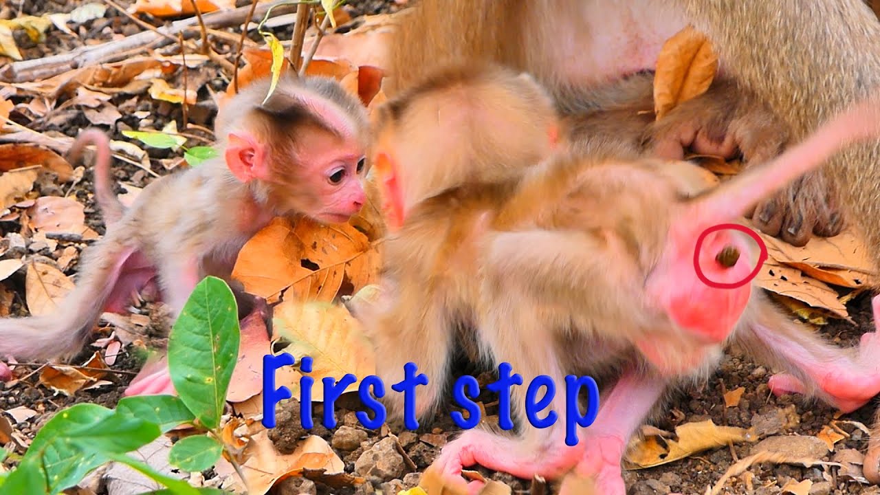 LIVE: Congratulations! New Baby ROSCO Takes His First Successful Steps 💛🌿