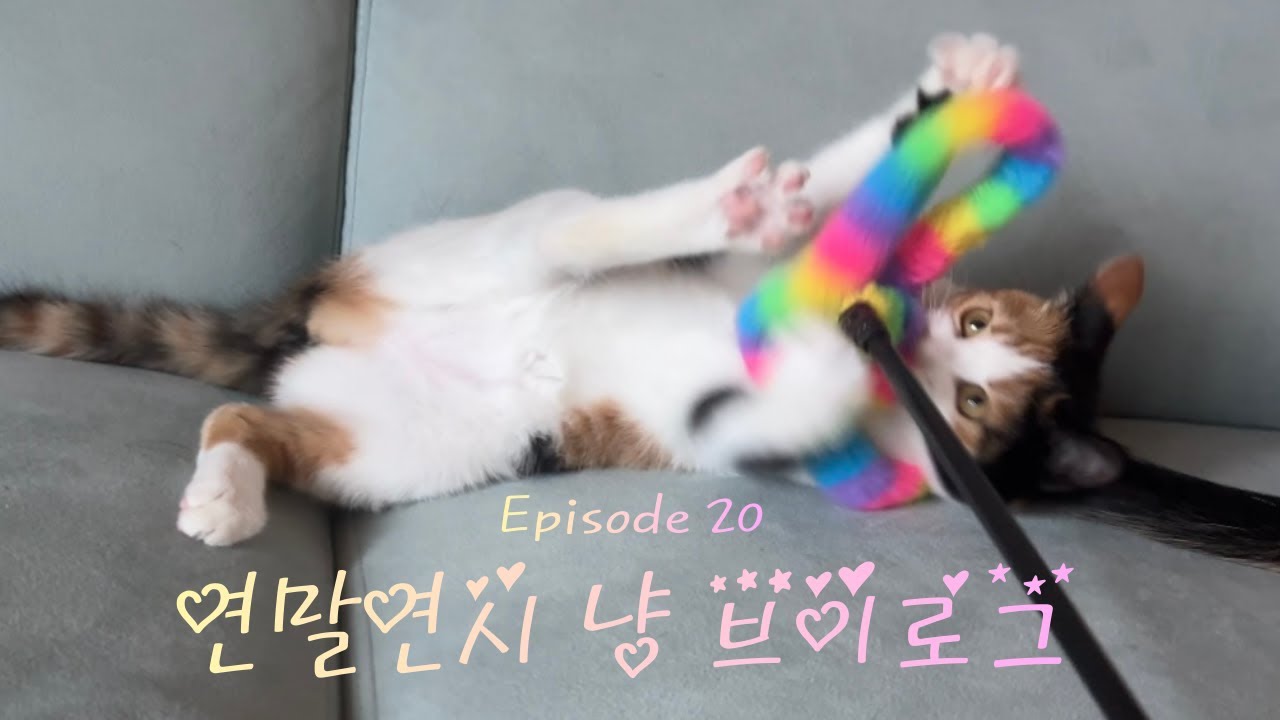 연말연시 냥 브이로그 | EP. 20