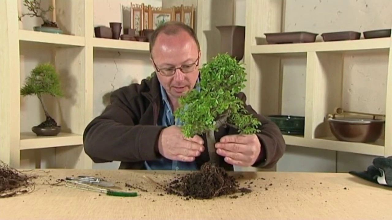 Revisiting the chinese elm bonsai for repotting - Lloyd Noall's Bonsai Lessons Volume 2 part 5