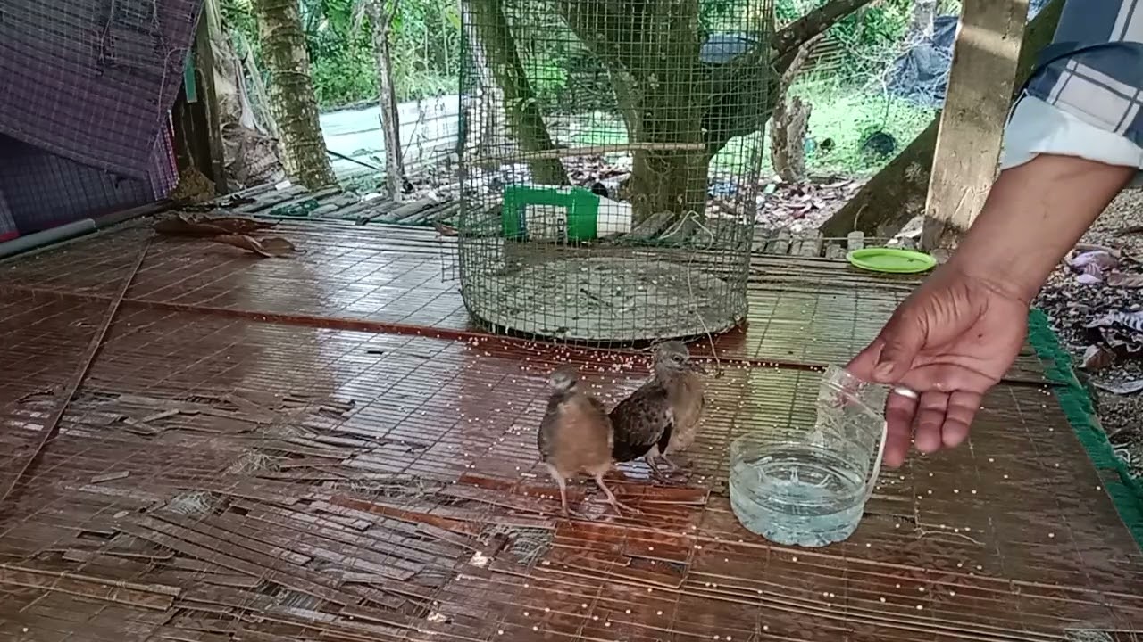 Waktunya makan di sore hari anakan burung terkukur