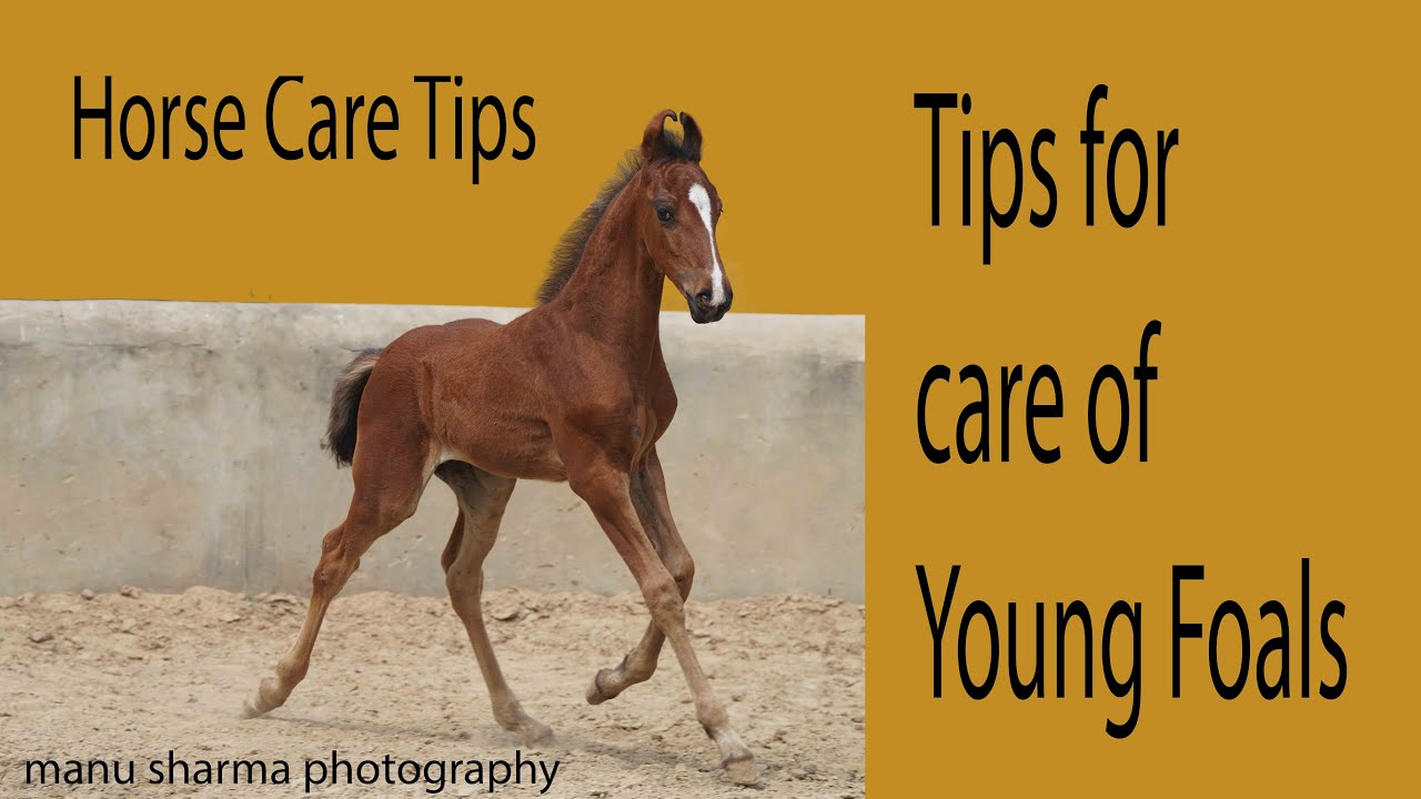 tips for care of young Foals