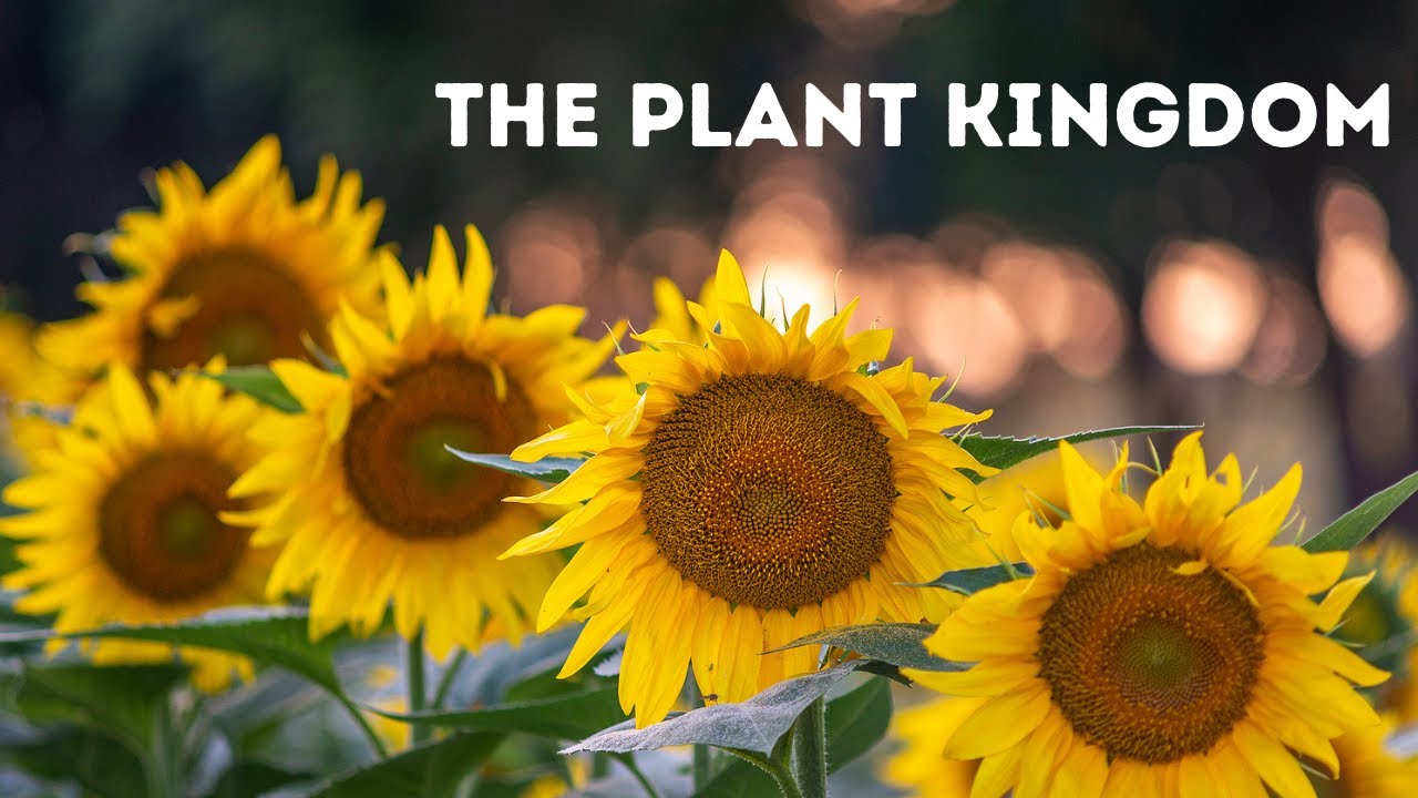 The Plant Kingdom