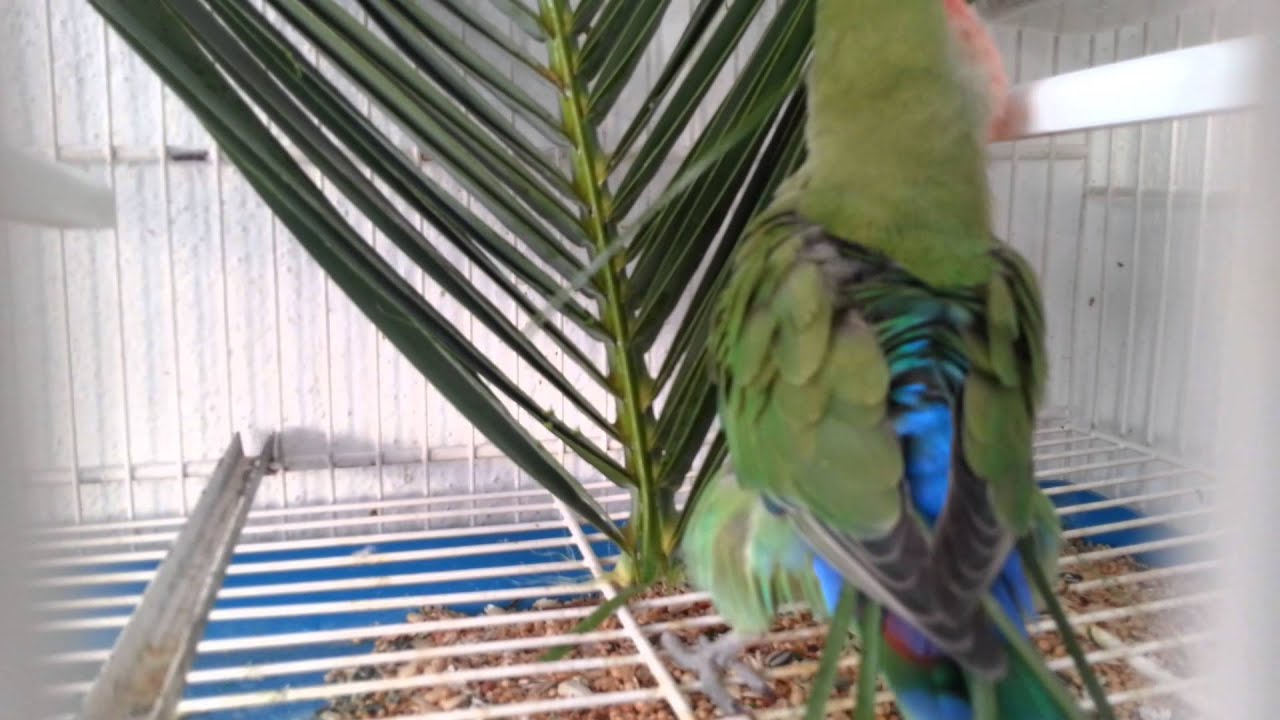 Ramoncita haciendo nido