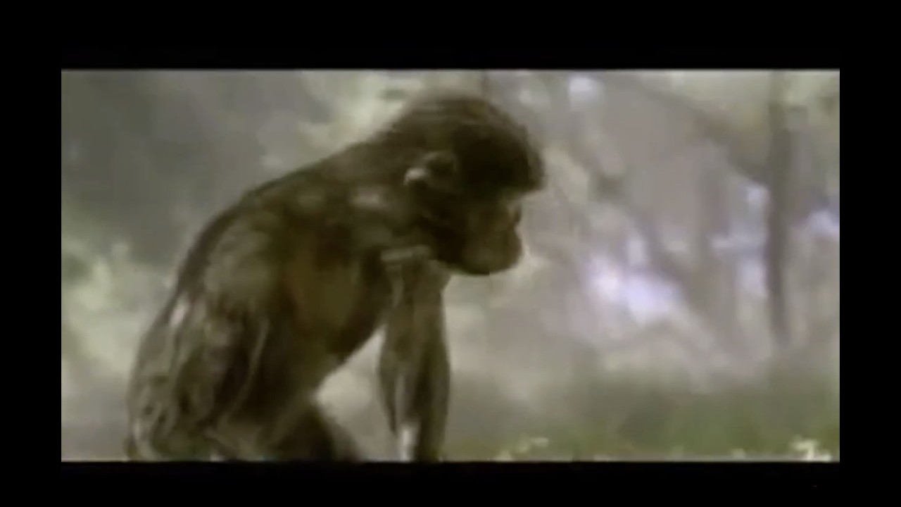 What 6 Million Years of Human Evolution Looks Like in 60 Seconds