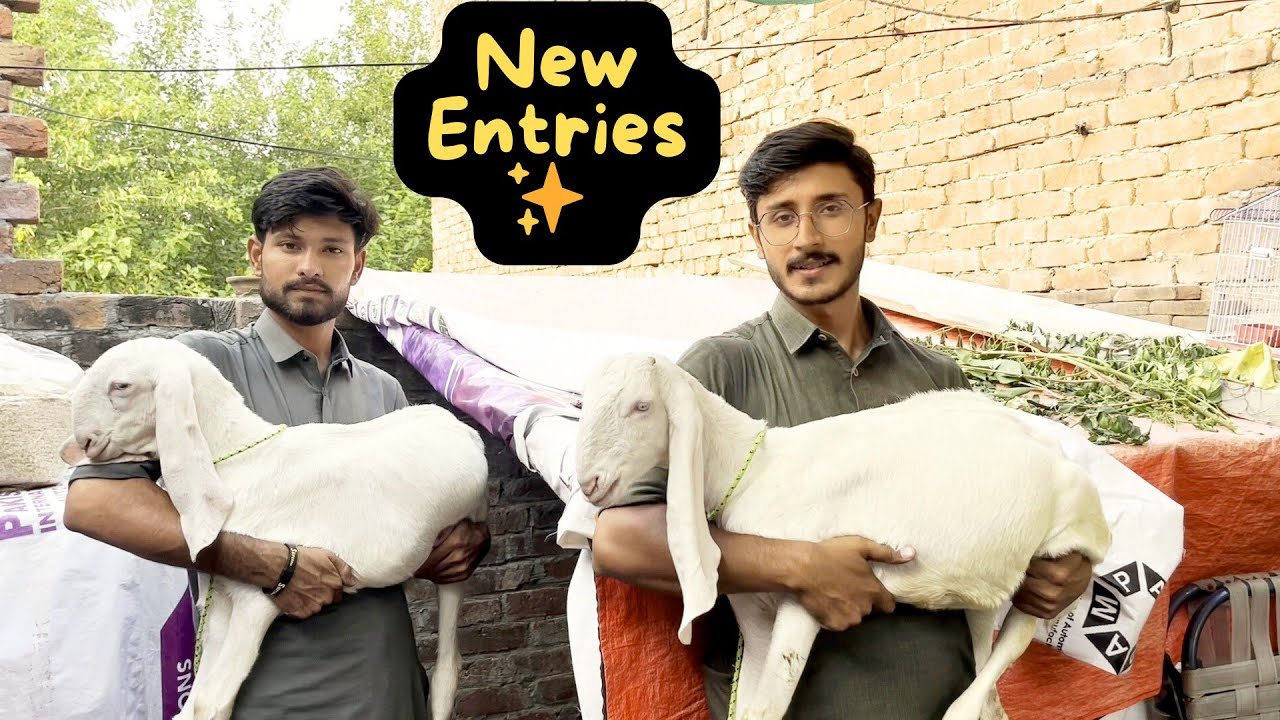 Hmaray Setup Per Hoi Bakro ki New Entry 🐐 | Rajanpuri bakray | Daily Vlog | Aftab Ahmad