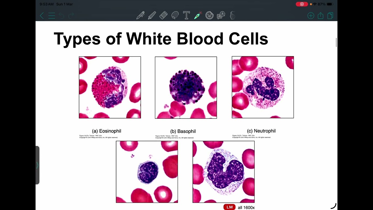 HLS: Physiology 3