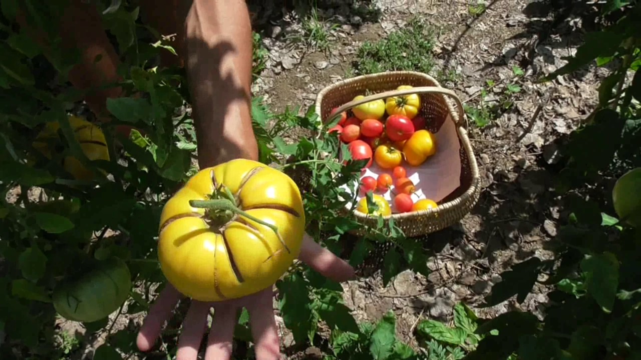 Varietà di Pomodori poco conosciuti e ricette per la conservazione