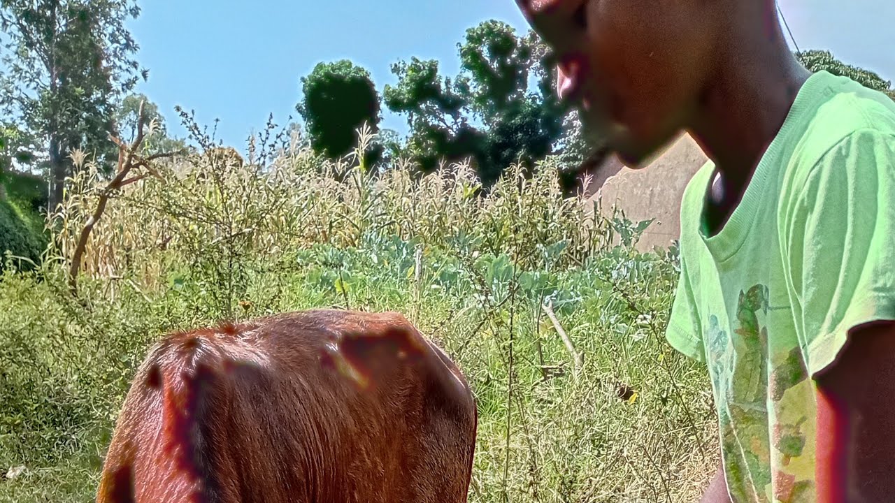 Десятилетняя рутина GRUM......