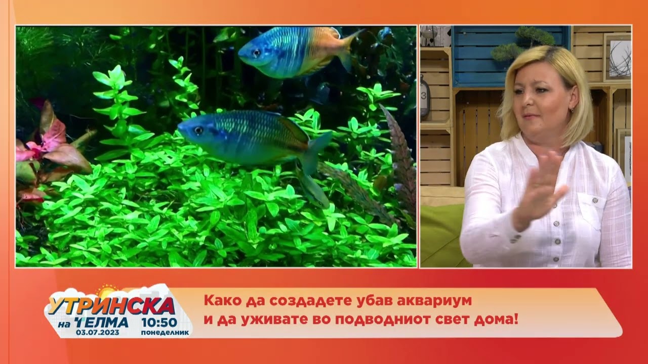 РАЗГОВОР   Како да создадтете убав аквариум дома   Марина Томовска