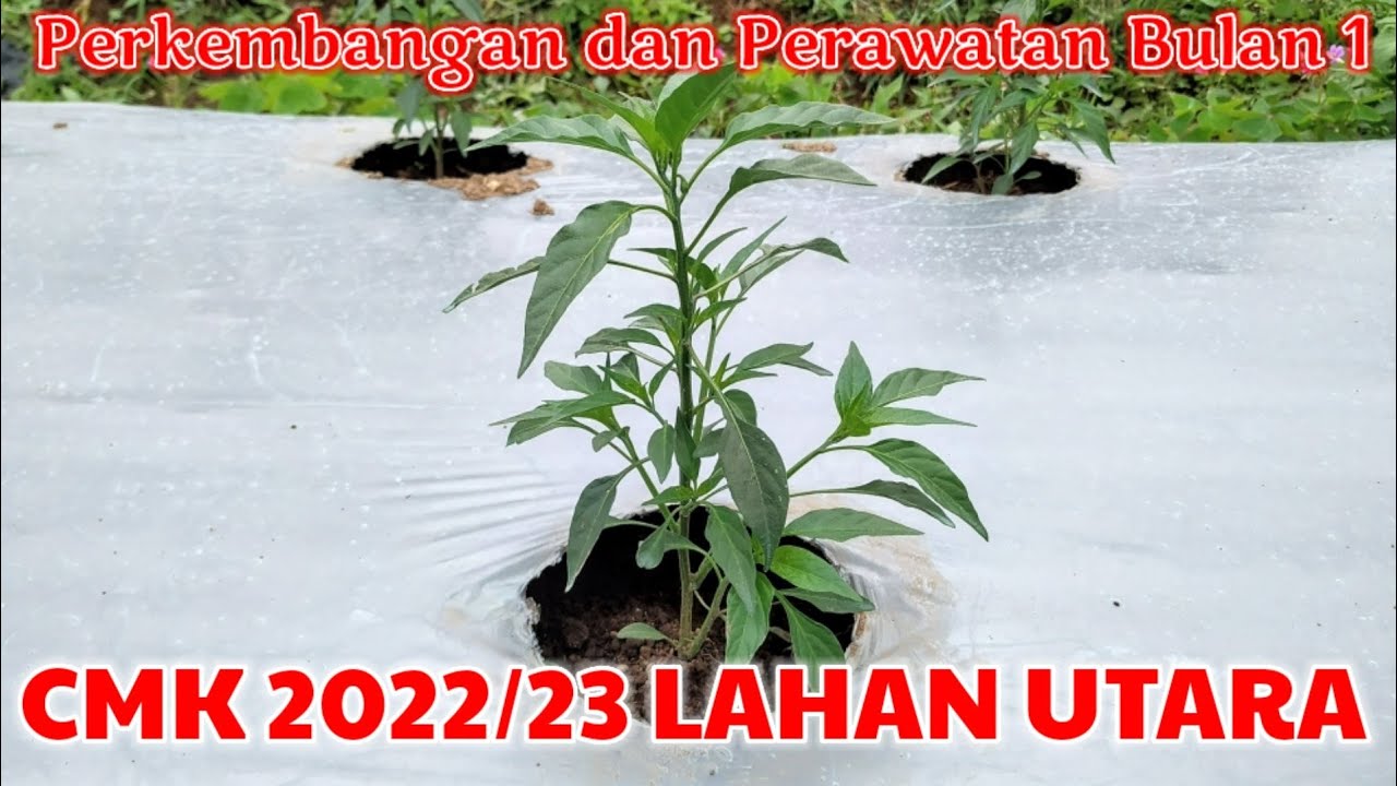 Lahan Utara 2022/23 | Perkembangan & Perawatan Cabe OR Twist 42 Bulan I Fase Vegetatif (1-31 HST)