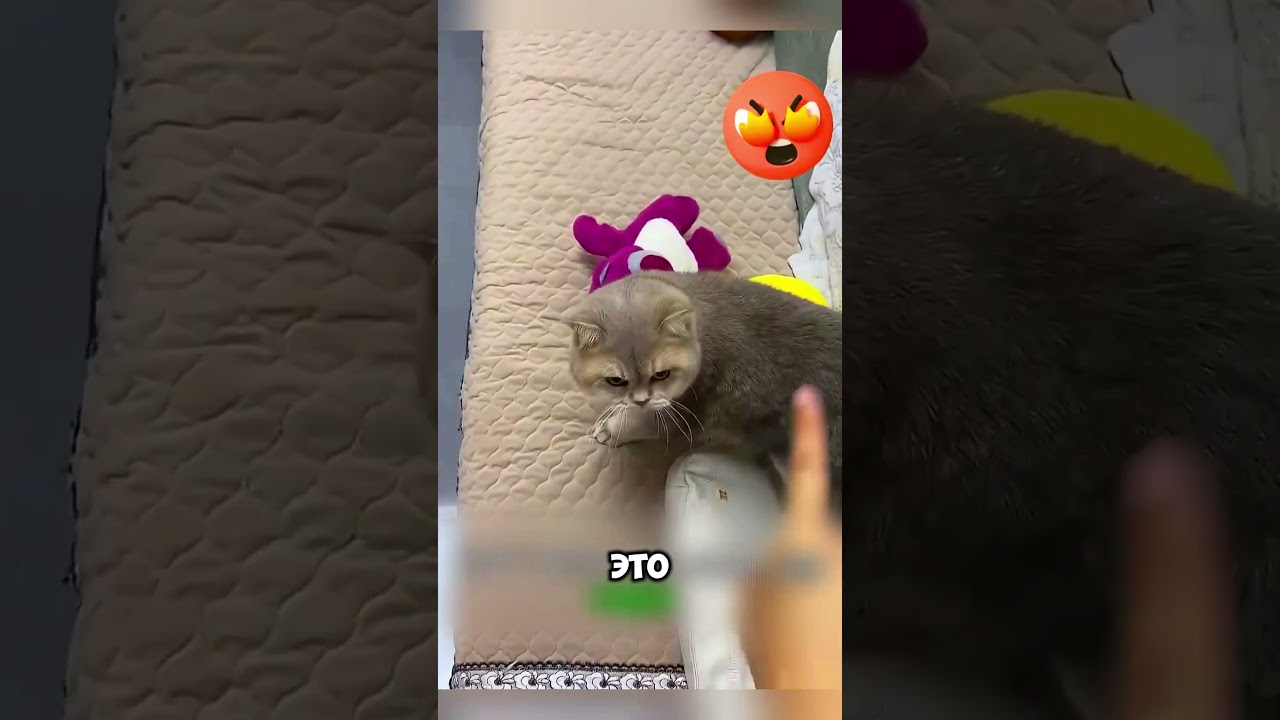 Этот котик спас жизнь своей хозяйке 🙀 😍 #животные #милыеживотные