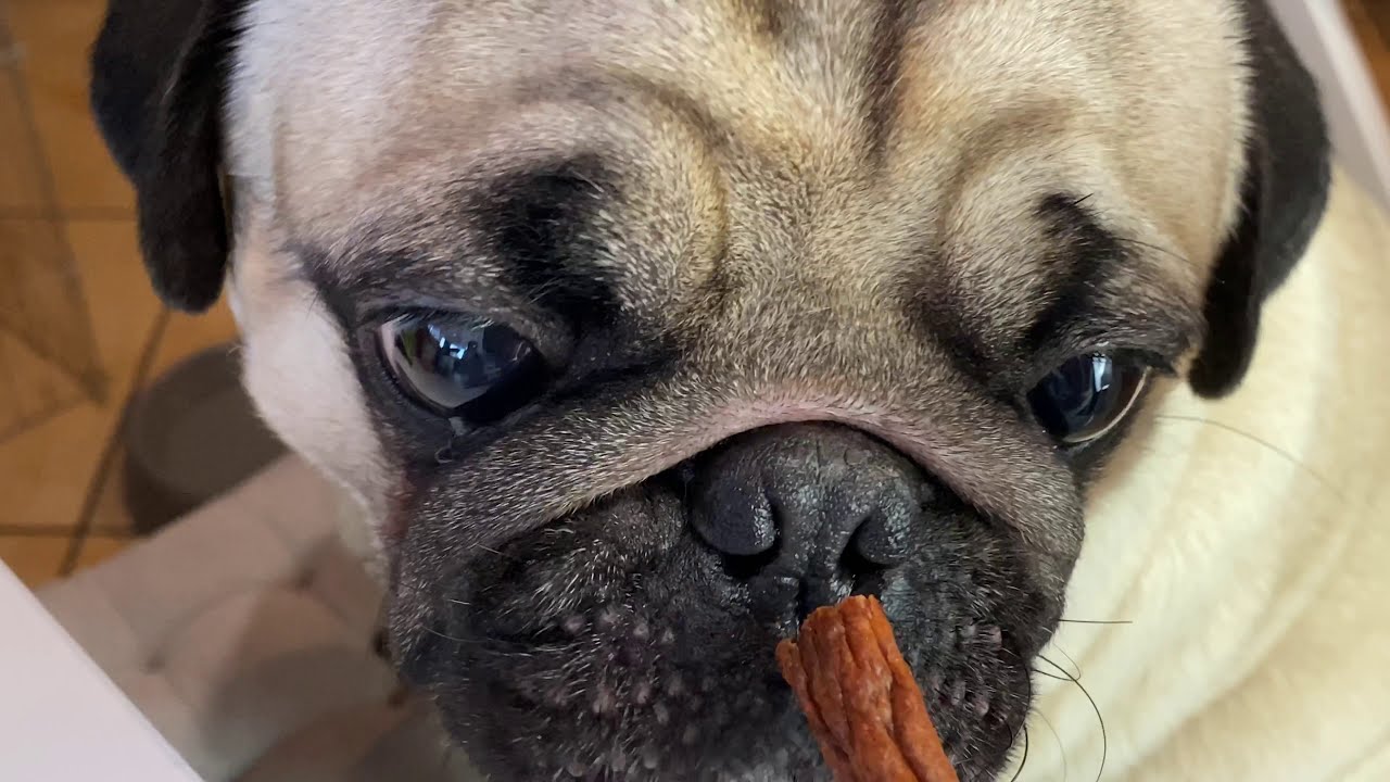 Openbox| Mops Prezes Gacuś❤️