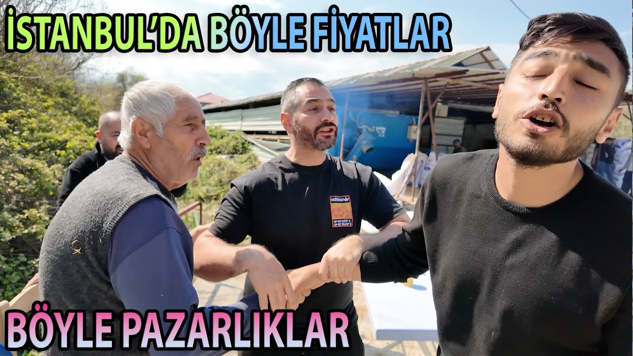 245.000 TL / BÜYÜK DANA / UYGUN FİYAT / VERMEM O PARAYA
