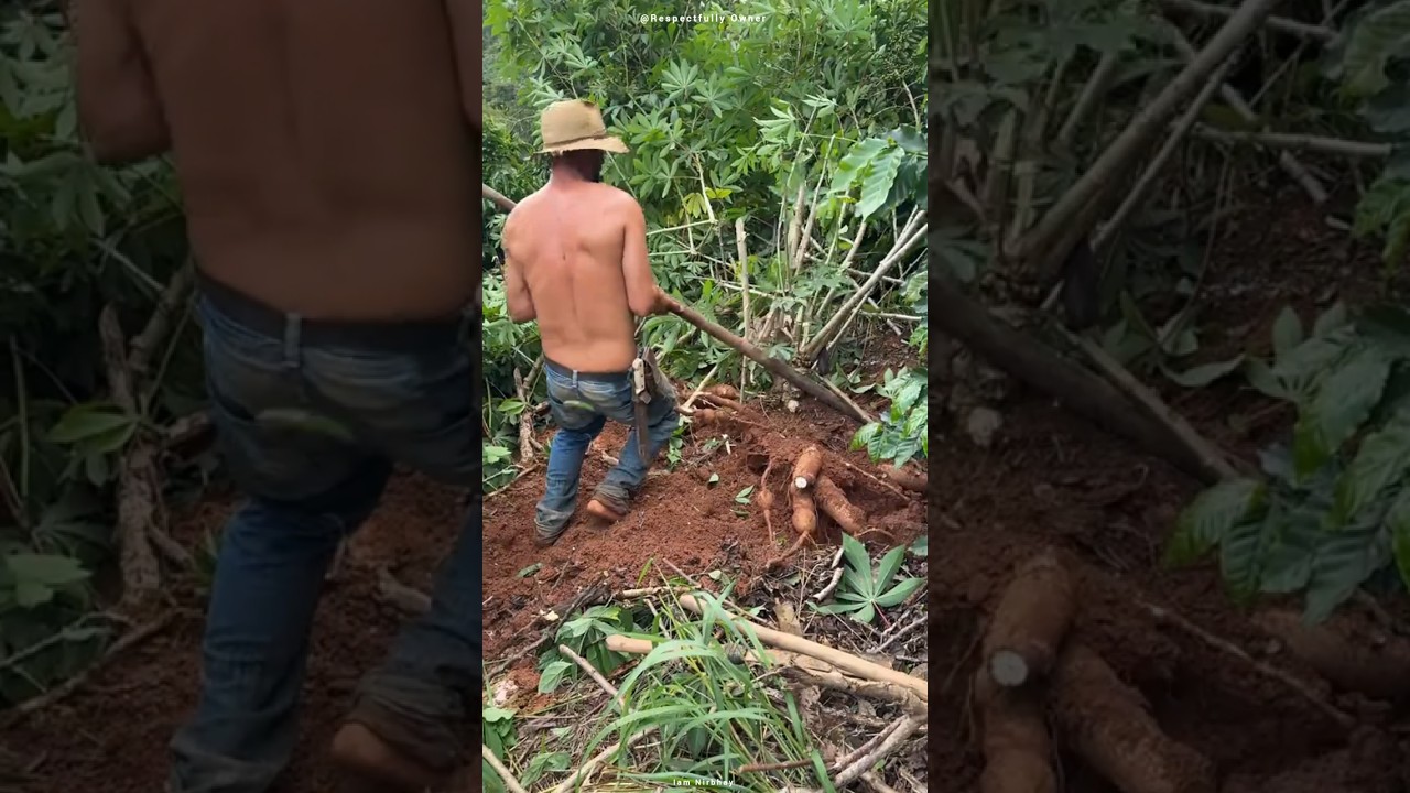 Empty On Top... But Full Of Big Thick Fruits Inside 😳 #shorts #shortsvideo