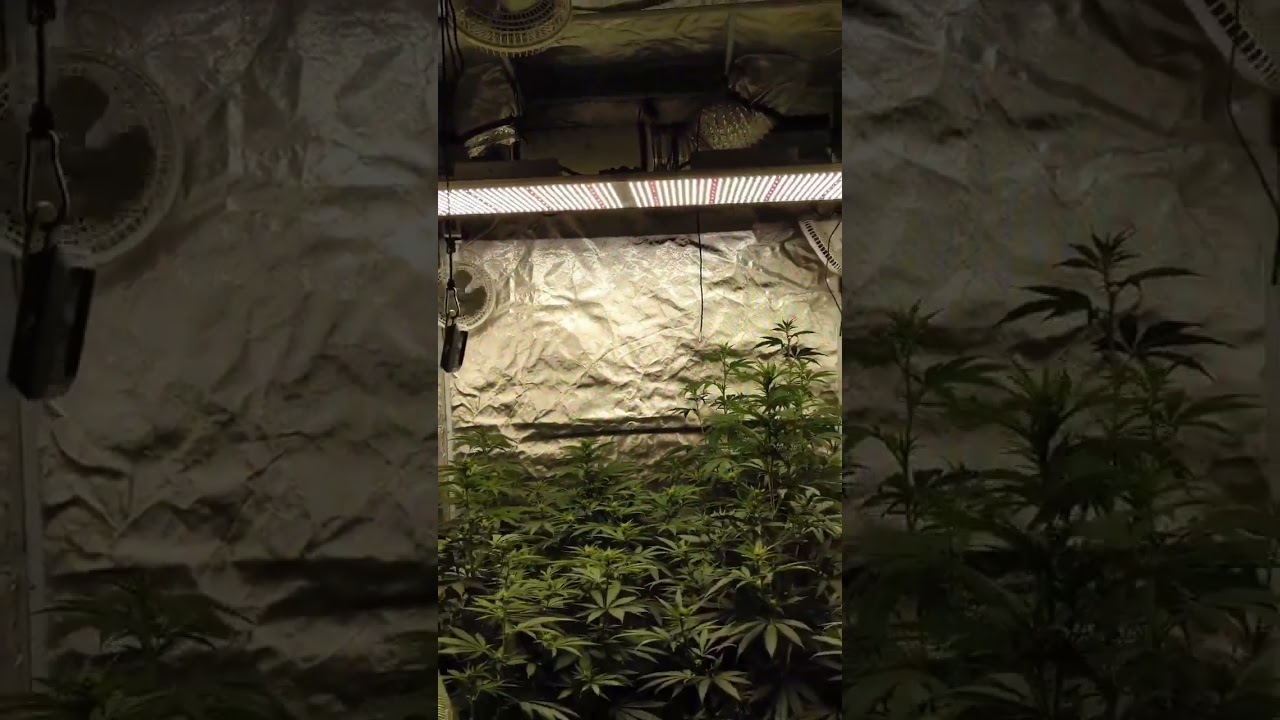The Zoltrix Grower - Mk Ultra and Sunset Sherbet! #medicalcannabis