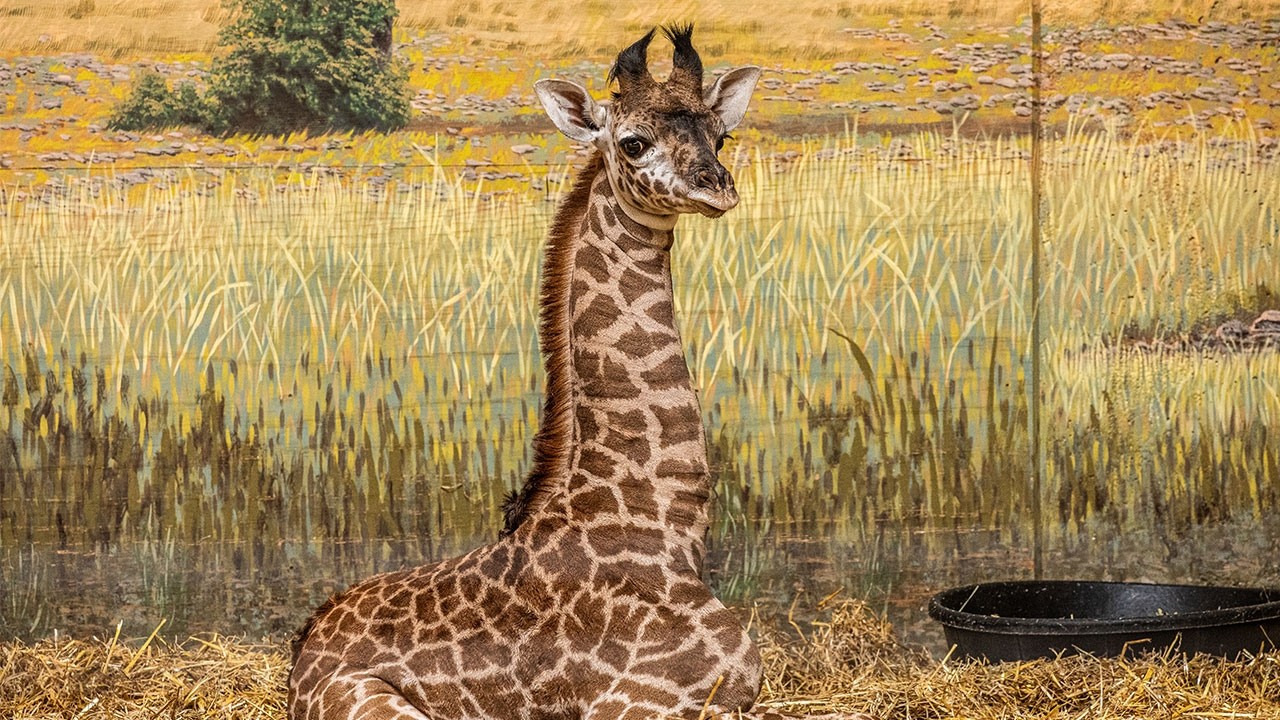 #BabyLongNeck Has A Name 🦒